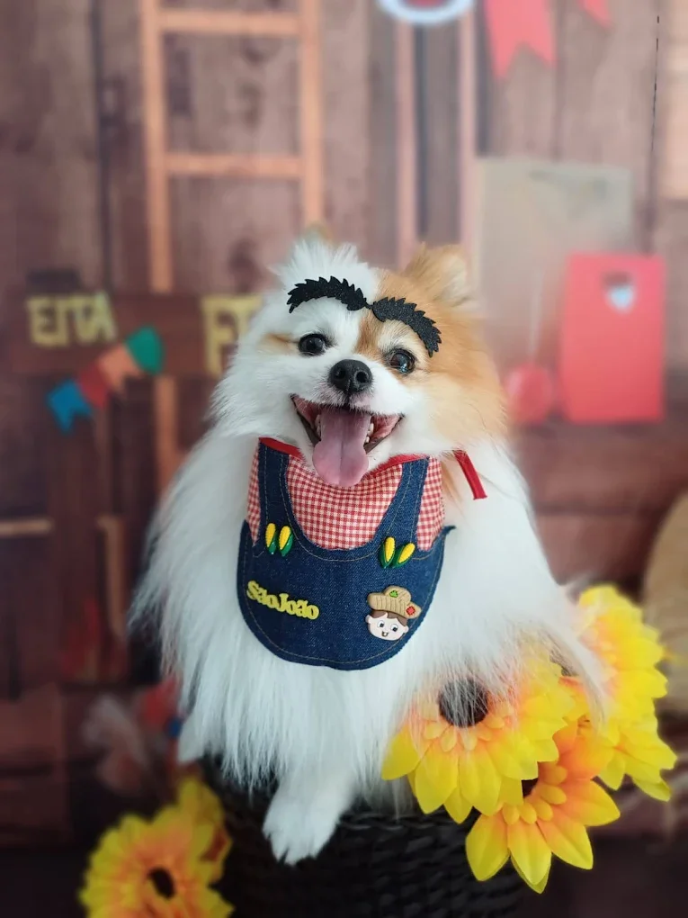 Resultado de tosa especializada em pet atendido na Nathy Pet House