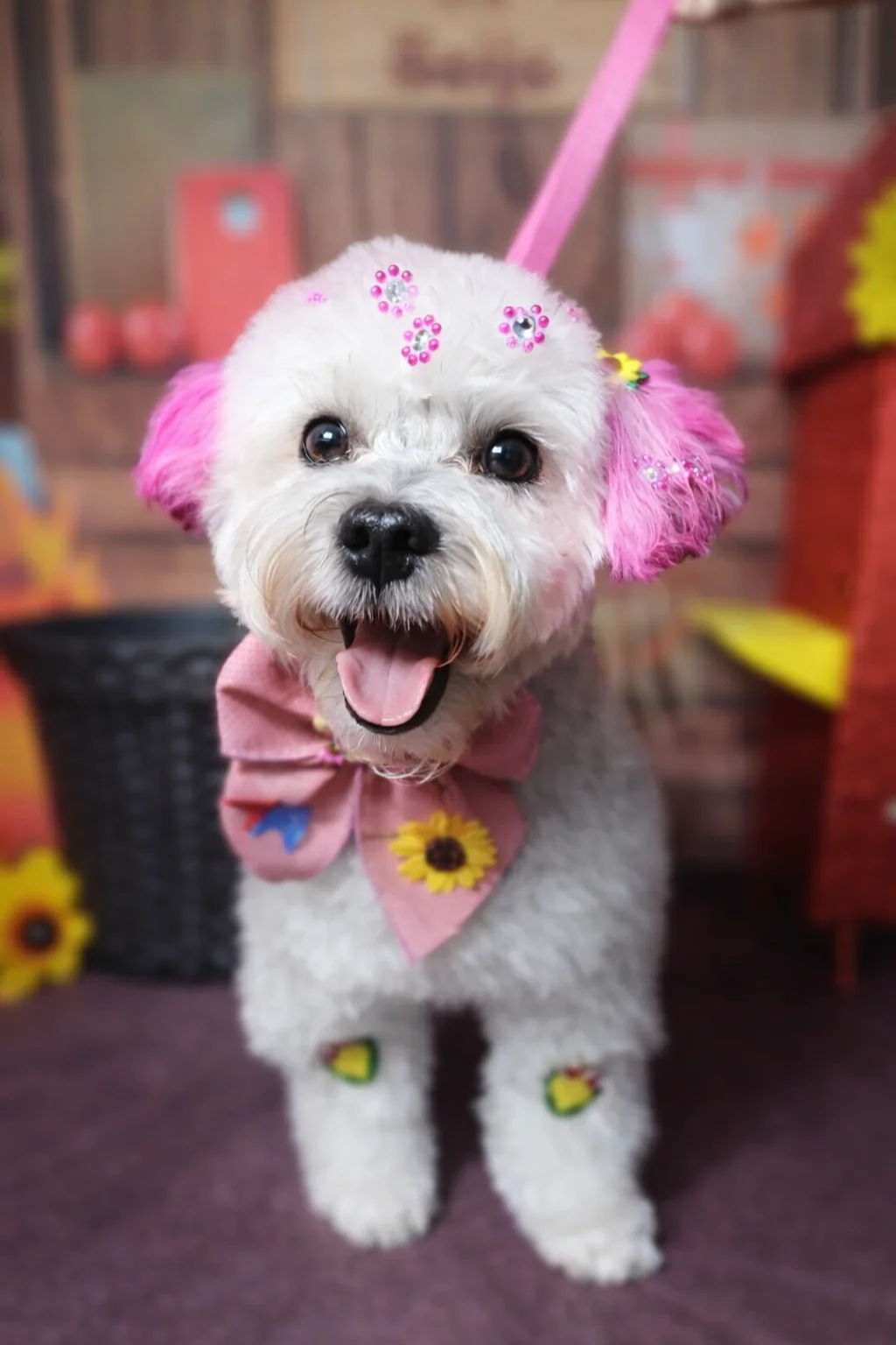 Pet com coloração estética em tintas veterinárias realizada na Nathy Pet House