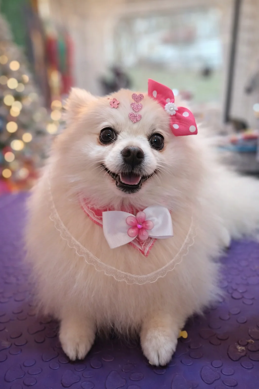 Pet em sessão de cronograma capilar com hidratação e reconstrução de pelagem na Nathy Pet House