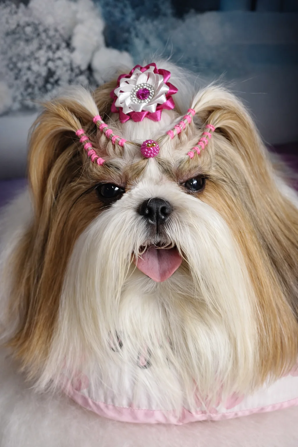 Pet com desembaraço e penteado elaborado realizado na Nathy Pet House